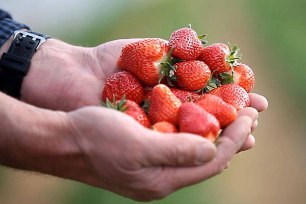 Benrader Hofladen Zwei Händer halten rot Erdbeeren
